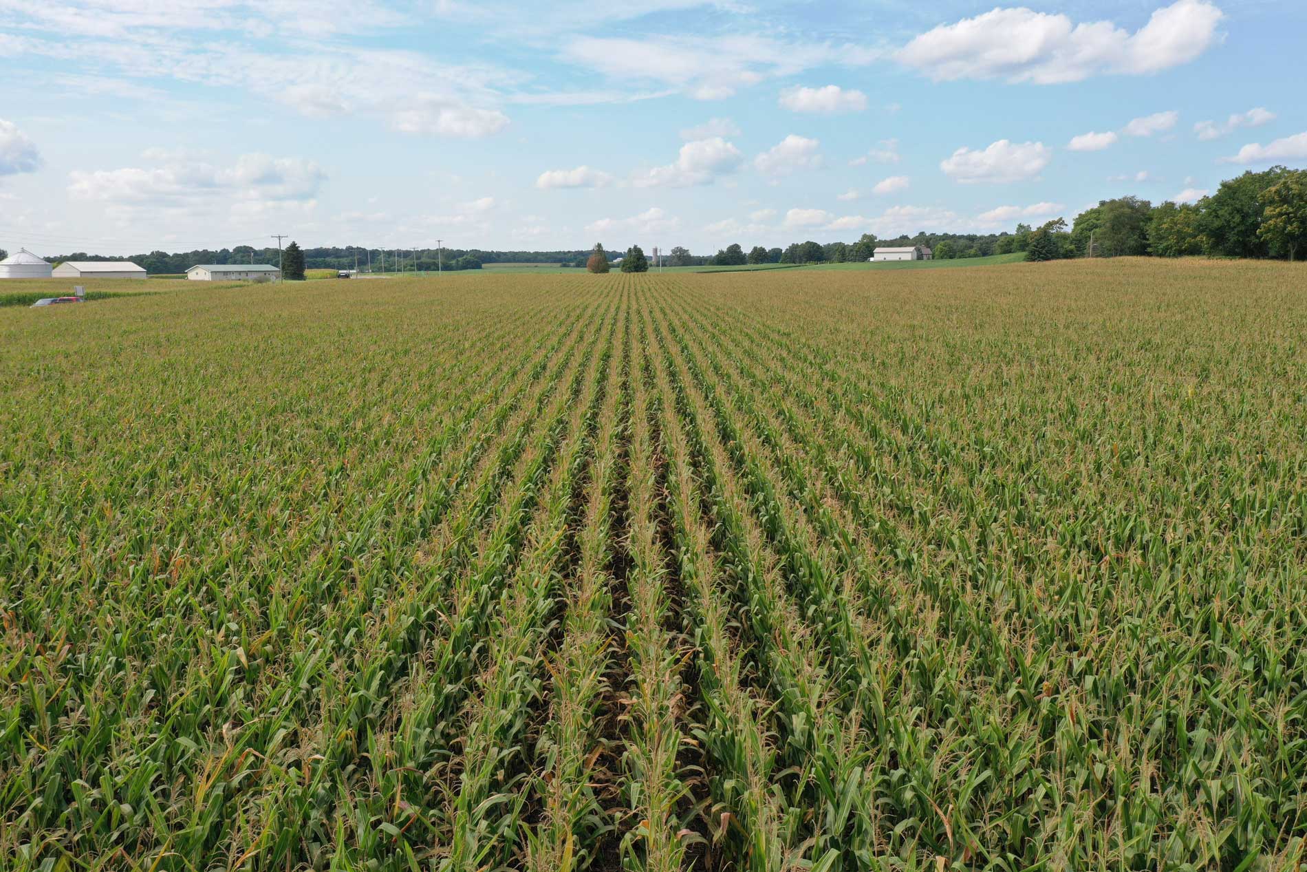 Rows of corn running toward farm buildings on the horizon